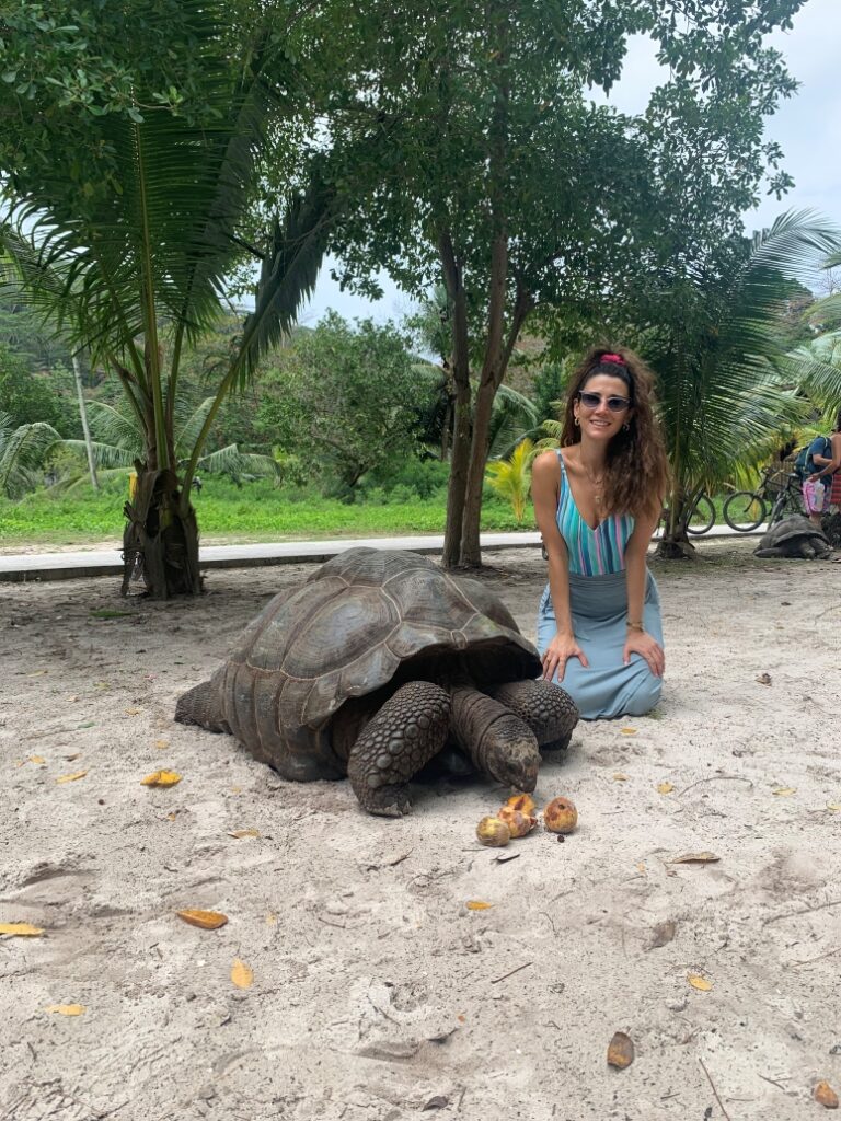 huge tortoise in La Digue