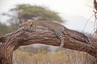 safari Tanzania / σαφάρι Τανζανία