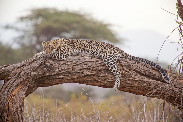 safari Tanzania / σαφάρι Τανζανία