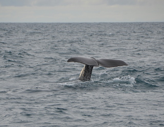 whales Ιceland/Ισλανδία